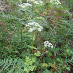 Conium maculatum (Hemlock) at Tidbinbilla Nature Reserve - 5 Dec 2014 by galah681