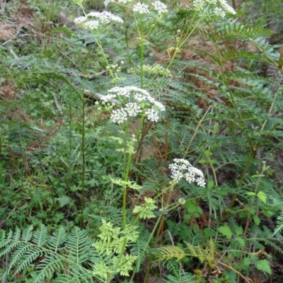 Conium maculatum (Hemlock) at Paddys River, ACT - 6 Dec 2014 by galah681