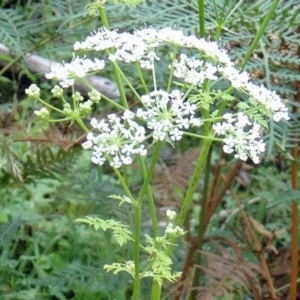 Conium maculatum at Paddys River, ACT - 6 Dec 2014