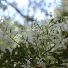 Bursaria spinosa (Native Blackthorn, Sweet Bursaria) at Tidbinbilla Nature Reserve - 14 Jan 2015 by galah681