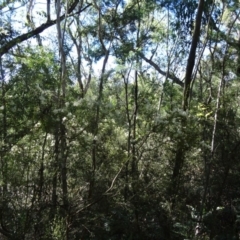 Bursaria spinosa at Paddys River, ACT - 15 Jan 2015 08:53 AM