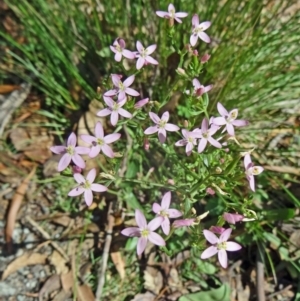 Centaurium tenuiflorum at Paddys River, ACT - 15 Jan 2015 08:55 AM