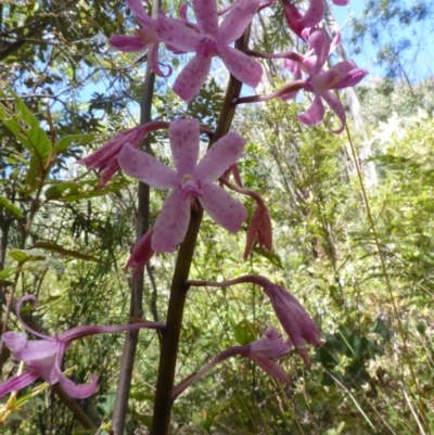 Dipodium roseum (Rosy Hyacinth Orchid) at Paddys River, ACT - 16 Jan 2015 by RobynHall