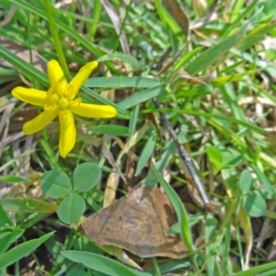 Hypoxis hygrometrica (Golden Weather-grass) at Paddys River, ACT - 15 Jan 2015 by galah681