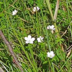 Geranium neglectum at Paddys River, ACT - 15 Jan 2015