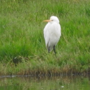 Bubulcus coromandus at Fyshwick, ACT - 25 Mar 2016 09:14 AM