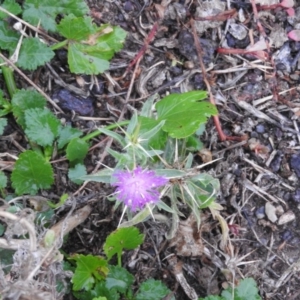 Centaurea calcitrapa at Campbell, ACT - 25 Mar 2016