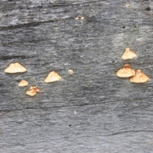 Truncospora ochroleuca at Duffy, ACT - 26 Mar 2016 09:00 AM