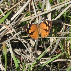 Heteronympha merope at Stromlo, ACT - 26 Mar 2016 09:52 AM