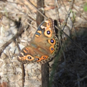 Junonia villida at Stromlo, ACT - 26 Mar 2016 10:05 AM