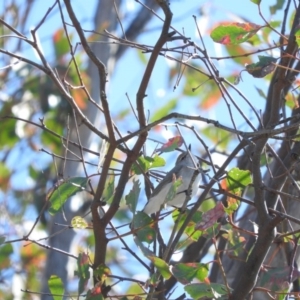 Gerygone fusca at Stromlo, ACT - 26 Mar 2016