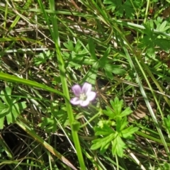 Geranium solanderi var. solanderi (Native Geranium) at Paddys River, ACT - 15 Jan 2015 by galah681