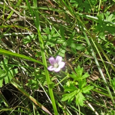 Geranium solanderi var. solanderi (Native Geranium) at Paddys River, ACT - 15 Jan 2015 by galah681