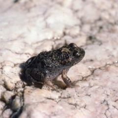 Uperoleia laevigata (Smooth Toadlet) at Oallen, NSW - 25 Feb 1976 by wombey