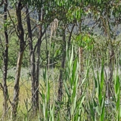 Phragmites australis (Common Reed) at Paddys River, ACT - 15 Jan 2015 by galah681