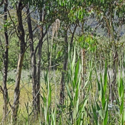 Phragmites australis (Common Reed) at Tidbinbilla Nature Reserve - 14 Jan 2015 by galah681