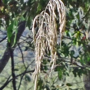 Phragmites australis at Paddys River, ACT - 15 Jan 2015