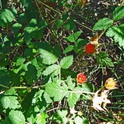 Rubus parvifolius (Native Raspberry) at Paddys River, ACT - 14 Jan 2015 by galah681