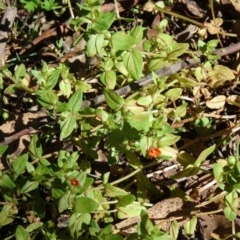 Lysimachia arvensis (Scarlet Pimpernel) at Tidbinbilla Nature Reserve - 14 Jan 2015 by galah681