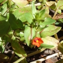 Lysimachia arvensis at Paddys River, ACT - 15 Jan 2015