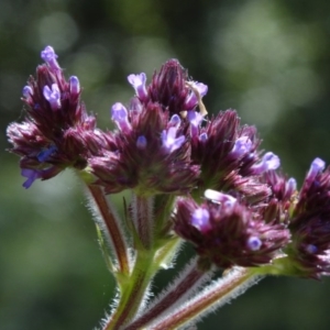 Verbena incompta at Paddys River, ACT - 15 Jan 2015