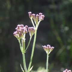 Verbena incompta at Paddys River, ACT - 15 Jan 2015 09:05 AM