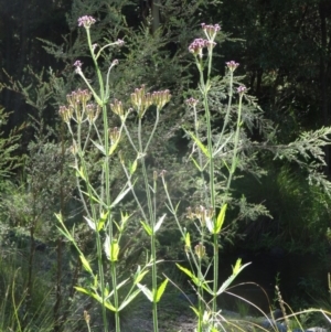 Verbena incompta at Paddys River, ACT - 15 Jan 2015 09:05 AM