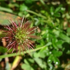 Acaena novae-zelandiae (Bidgee Widgee) at Tidbinbilla Nature Reserve - 14 Jan 2015 by galah681