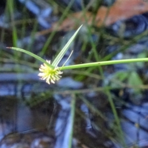 Cyperus sphaeroideus at Paddys River, ACT - 15 Jan 2015 09:07 AM