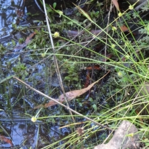 Cyperus sphaeroideus at Paddys River, ACT - 15 Jan 2015