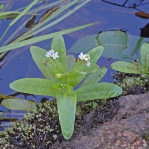 Myosotis laxa subsp. caespitosa at Paddys River, ACT - 15 Jan 2015 09:08 AM