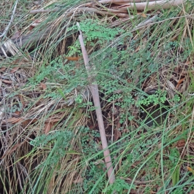 Adiantum aethiopicum (Common Maidenhair Fern) at Tidbinbilla Nature Reserve - 14 Jan 2015 by galah681