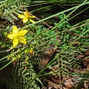 Hypericum perforatum at Paddys River, ACT - 15 Jan 2015