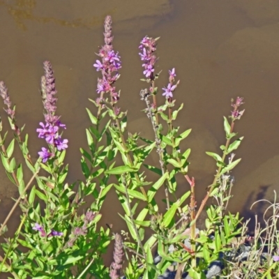 Lythrum salicaria (Purple Loosestrife) at Tidbinbilla Nature Reserve - 14 Jan 2015 by galah681