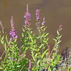 Lythrum salicaria (Purple Loosestrife) at Paddys River, ACT - 14 Jan 2015 by galah681