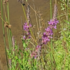 Lythrum salicaria at Paddys River, ACT - 15 Jan 2015