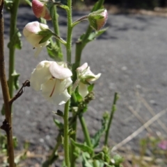 Verbascum blattaria (Moth Mullein) at Tidbinbilla Nature Reserve - 14 Jan 2015 by galah681