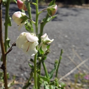 Verbascum blattaria at Paddys River, ACT - 15 Jan 2015 09:25 AM