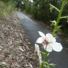 Verbascum blattaria at Paddys River, ACT - 15 Jan 2015