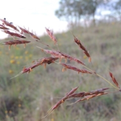 Sorghum leiocladum (Wild Sorghum) at Bonython, ACT - 29 Nov 2014 by MichaelBedingfield