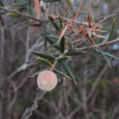 Lissanthe strigosa subsp. subulata (Peach Heath) at Bonython, ACT - 29 Nov 2014 by michaelb