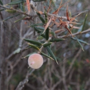 Lissanthe strigosa subsp. subulata at Bonython, ACT - 29 Nov 2014 08:17 PM