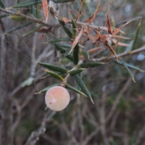 Lissanthe strigosa subsp. subulata at Bonython, ACT - 29 Nov 2014
