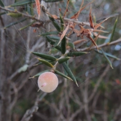 Lissanthe strigosa subsp. subulata (Peach Heath) at Bonython, ACT - 29 Nov 2014 by michaelb