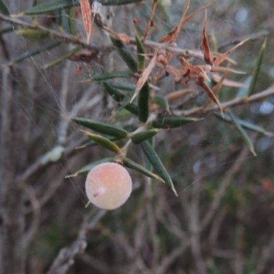 Lissanthe strigosa subsp. subulata (Peach Heath) at Bonython, ACT - 29 Nov 2014 by MichaelBedingfield