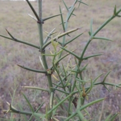 Discaria pubescens (Australian Anchor Plant) at Bonython, ACT - 29 Nov 2014 by MichaelBedingfield