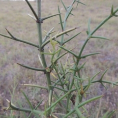 Discaria pubescens (Australian Anchor Plant) at Bonython, ACT - 29 Nov 2014 by michaelb