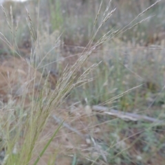 Lachnagrostis filiformis (Blown Grass) at Pine Island to Point Hut - 29 Nov 2014 by michaelb