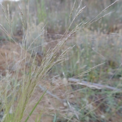 Lachnagrostis filiformis (Blown Grass) at Pine Island to Point Hut - 29 Nov 2014 by michaelb