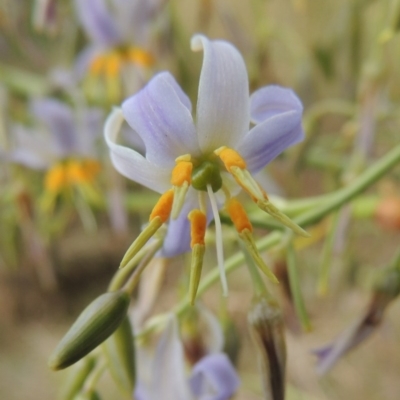 Dianella sp. aff. longifolia (Benambra) (Pale Flax Lily, Blue Flax Lily) at Bonython, ACT - 27 Nov 2014 by michaelb